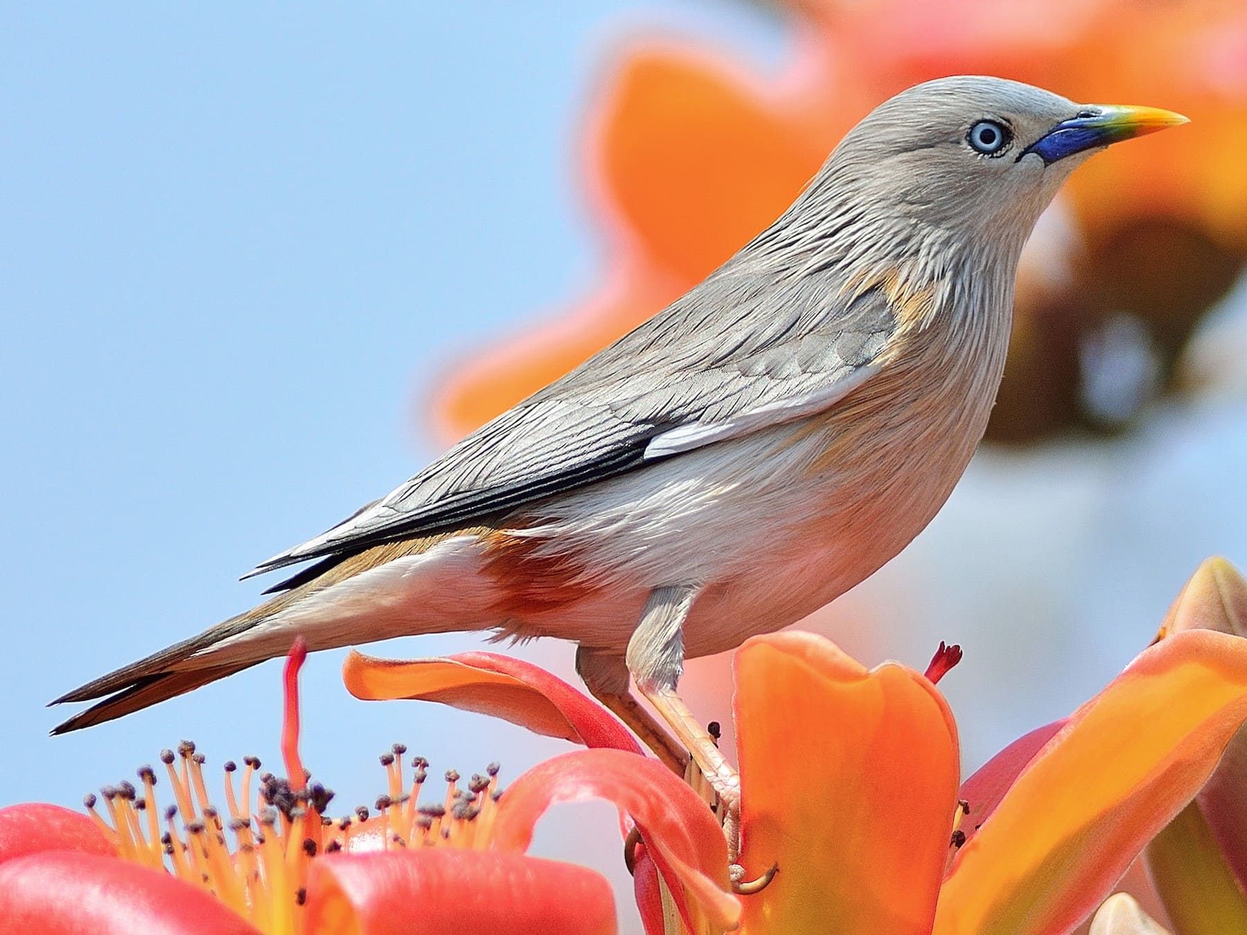 Chestnut-tailed Starling